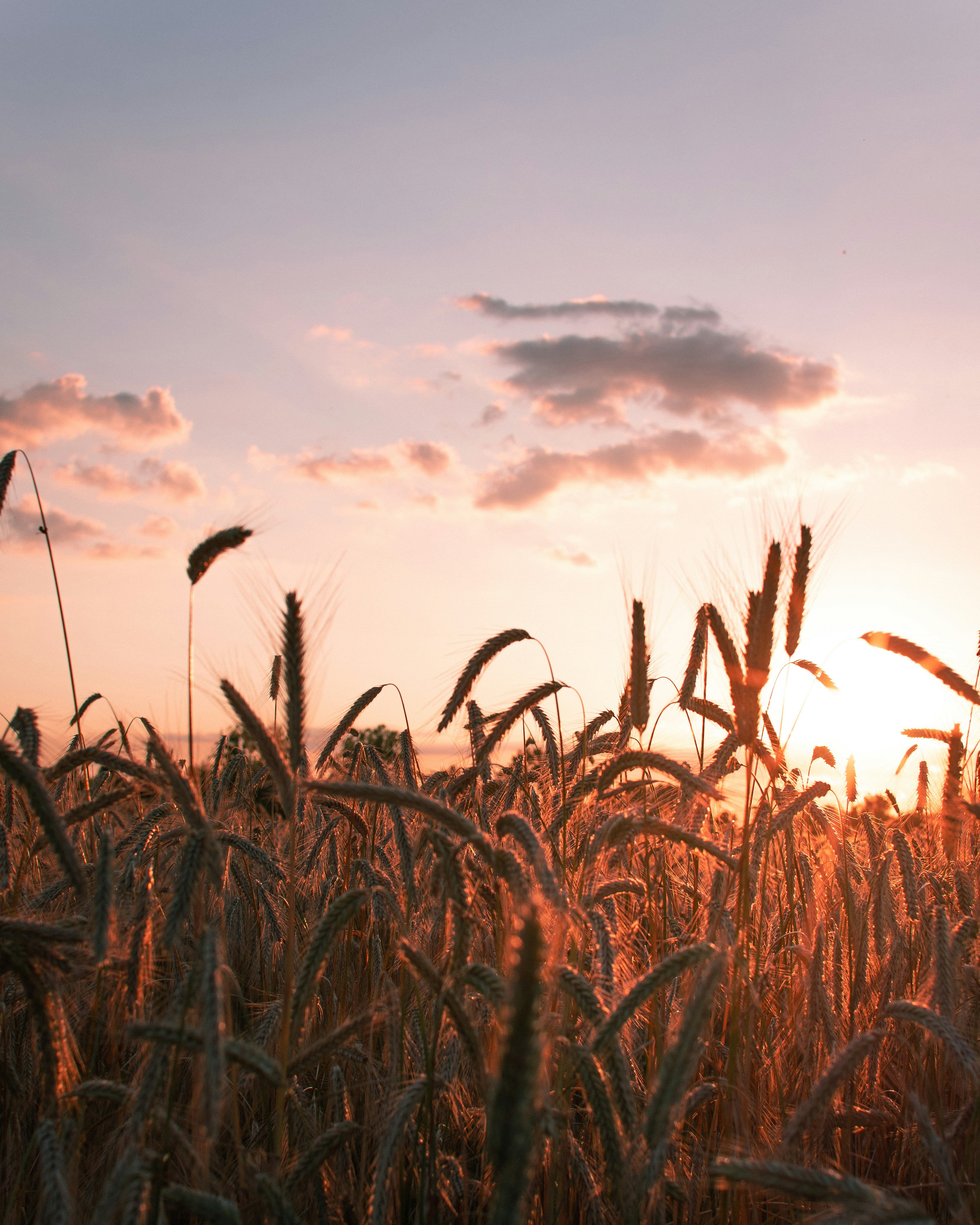 Premium crops